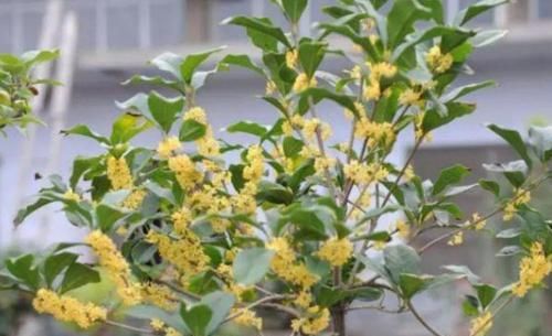 「温馨」3种花很漂亮,好养易活能爆盆,花开香飘溢满屋,阳台变温馨花园
