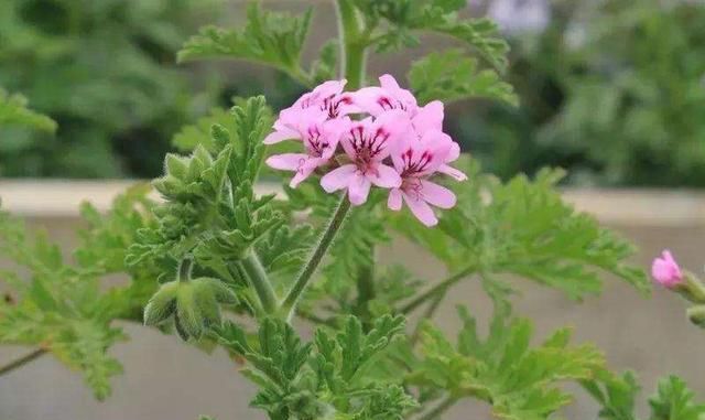 花园里：花园里养上“3种花”，蚊子都吓跑，为了家人，养上一些吧！