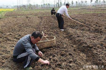  『适合春季播』二月清明不在前，三月清明不在后，今年春耕生产该提前还是退后？