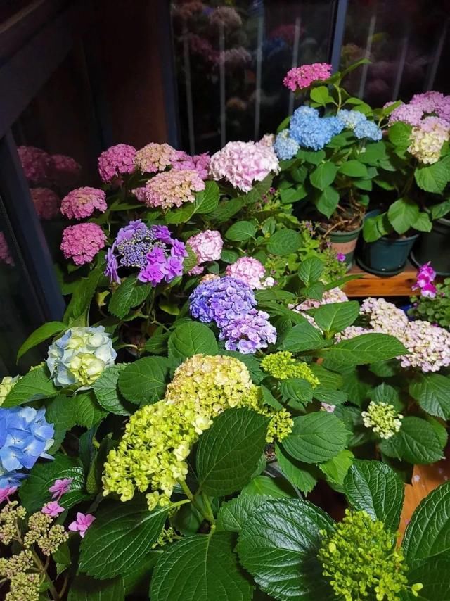 「球老师爱吃薄荷冰淇」封闭阳台养花,防盗窗有大用,1平米也能变花园!