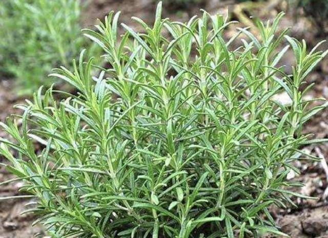 『观赏价值』蚊子害怕“3种花”,阳台放上2盆,家里蚊子“少1倍”,有用!