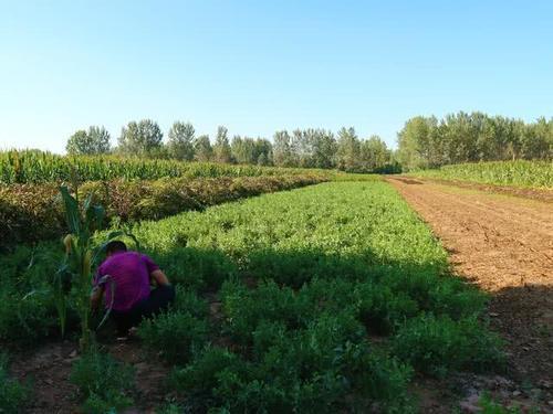  「赵老板说」农民种植一种农作物，投入500元，亩收入5千元，秘
