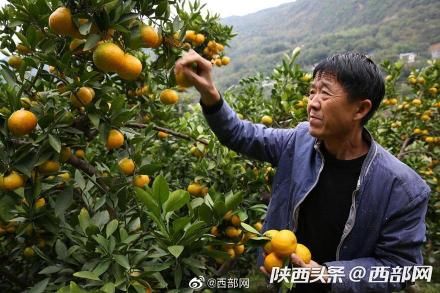  #果树#旬阳60后夫妻种果树23年 百亩果园每年带来五六十万纯收入