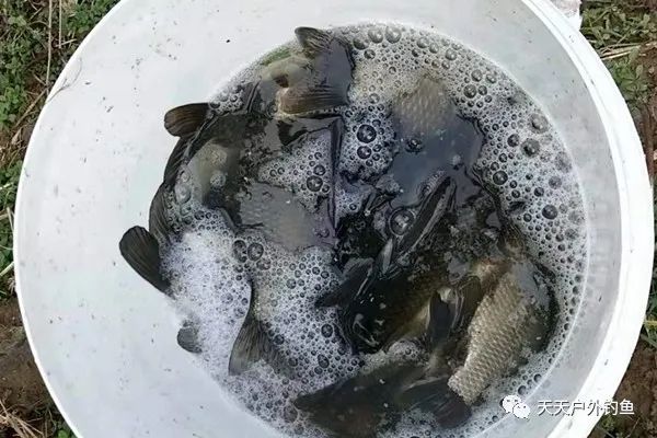  吞食空气：野钓大鲫鱼的三种不常规钓法，在这些鱼情中使用，效果好的出奇！