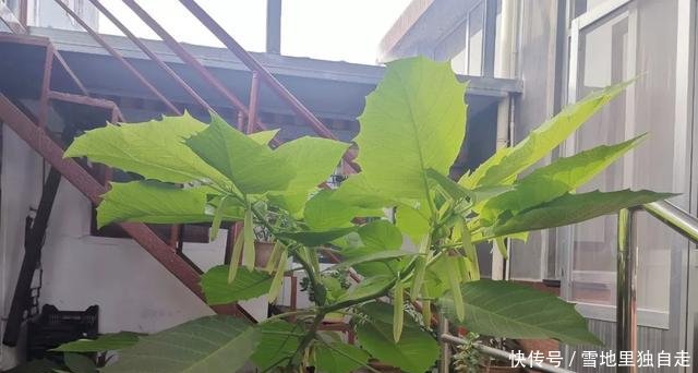  毒性是最大■曼陀罗开花很美，整株有“剧毒”，花瓣不要摘！当场毁掉最好！