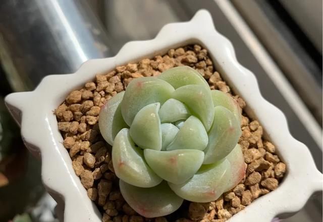  「静夜」关于多肉植物杂交的那些品种，你养过多少呢？