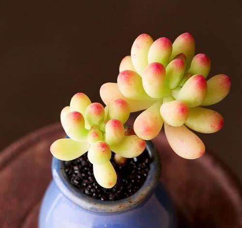  『花剑』多肉植物长花剑好不好，需要怎么处理？