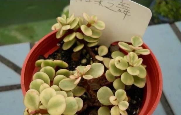  『中招』买到这些彩虹多肉就中招了，没想到这些五彩叶片是人工制作的
