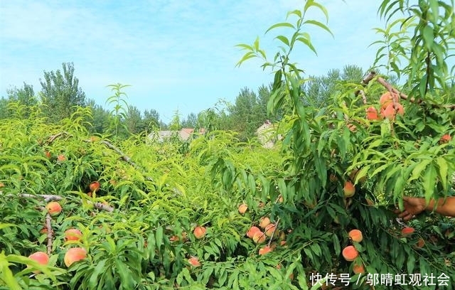  果实@农民种植一种果树，果实秋季成熟，20棵收入30000元！