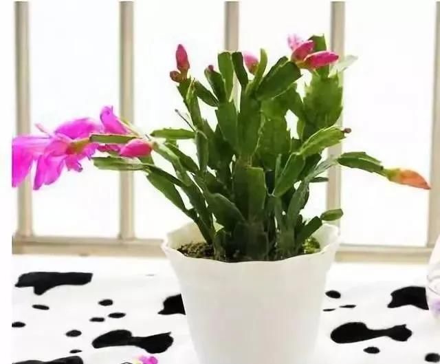 「还要」比香水还要香的9种花，养在阳台上，满屋飘香
