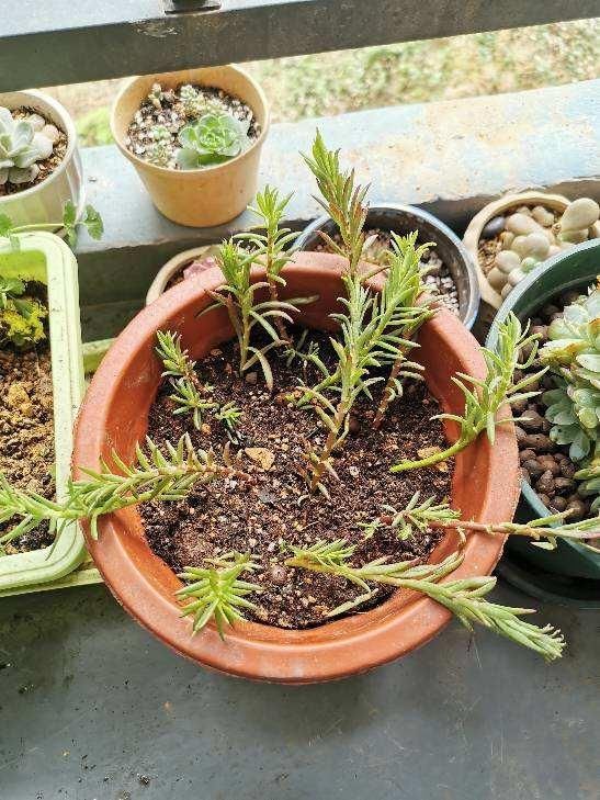 扦插■只用叶子也能扦插,这花把叶子剁5段,插到土里就能长成5盆花