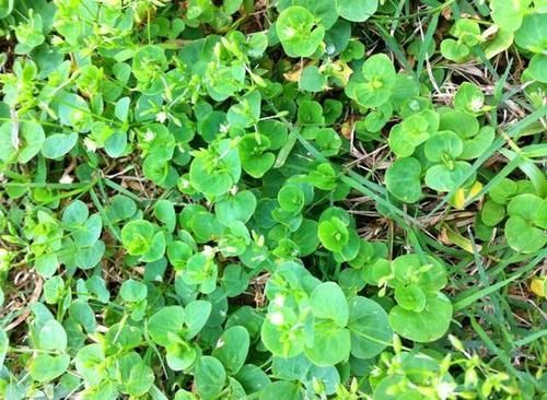  「药用价值」农村随处可见的野草，以前被老农们当杂草，却不知