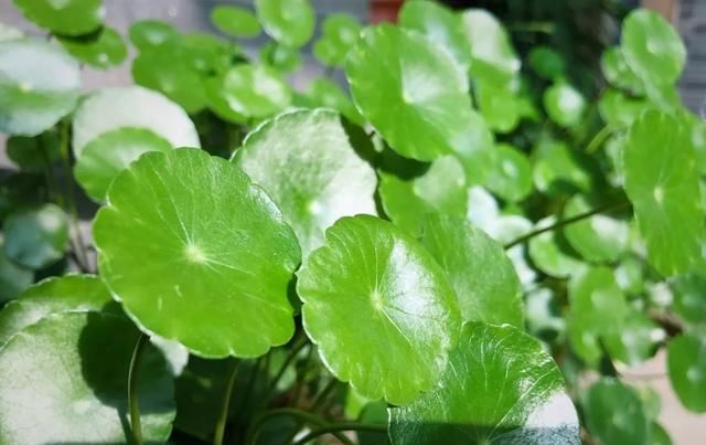 十一月，家里的植物