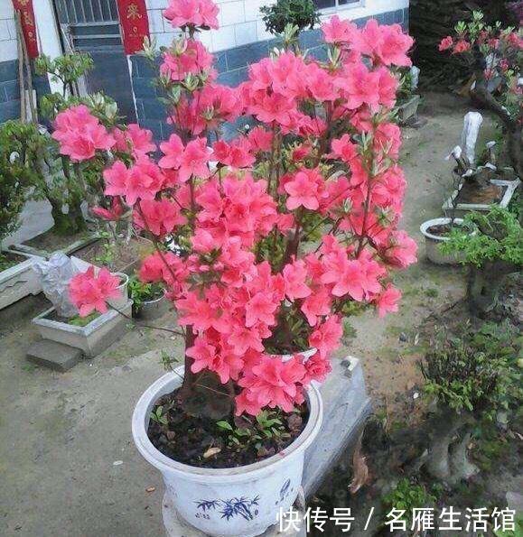  记住：映山红过冬，记住4点，花朵大、色泽鲜艳，开千百朵，漂亮极了