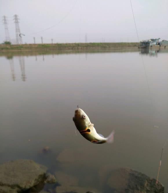 『罗非鱼』咬断鱼线、驱赶罗非鱼,珠江来了群“凶猛掠食者”,钓鱼人头疼