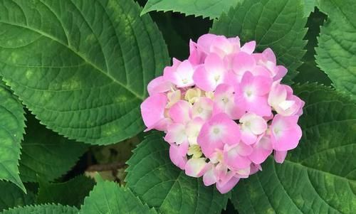 摆布@绣球花是变色龙，学会4个绝招，开什么颜色的花朵任你摆布