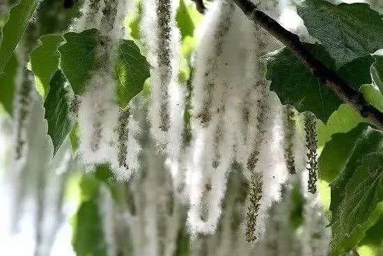  槐树@北京人的生活，一年四季都离不开树！