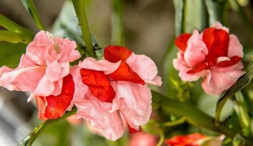  『家里』哪些植物不适合在家里养？可要认准这3种植物，好多人还不知道