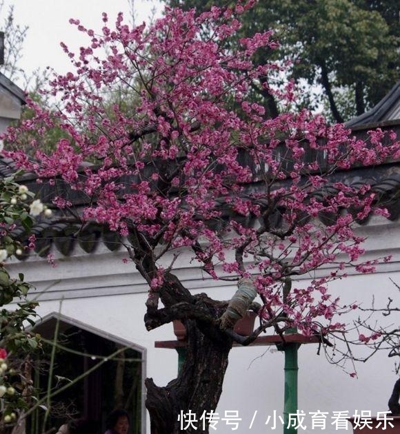 「植物」越“老”越值钱的“3种”植物,花粉都成“天价”,你家有养吗?
