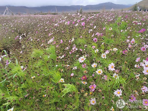雪山/草场/海子,与魅族16th踏上色达+稻城川西环游