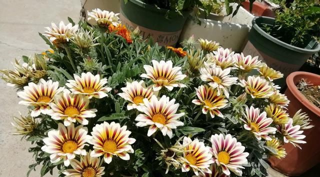  『盆栽』此种盆栽植物,花期超半年,花色绚丽,而且很好养,阳台也能种