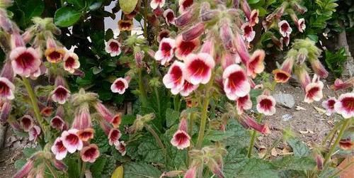 更是:野外1种花,开花很漂亮,根更是宝贝,你家后山就有,别当杂草