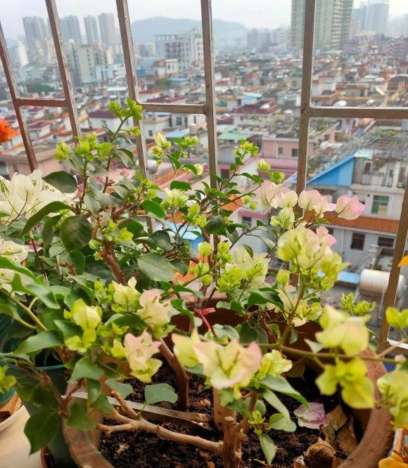 『三角梅』盆栽三角梅,喂点“催花肥”,红花开满枝,花期长达6个月