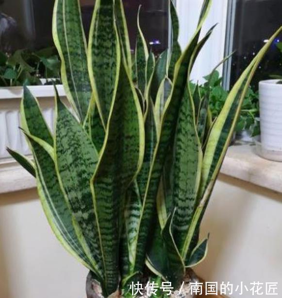  「特别」“3种花”特别适合养卧室，淡淡清香，舒缓疲劳、睡眠好！