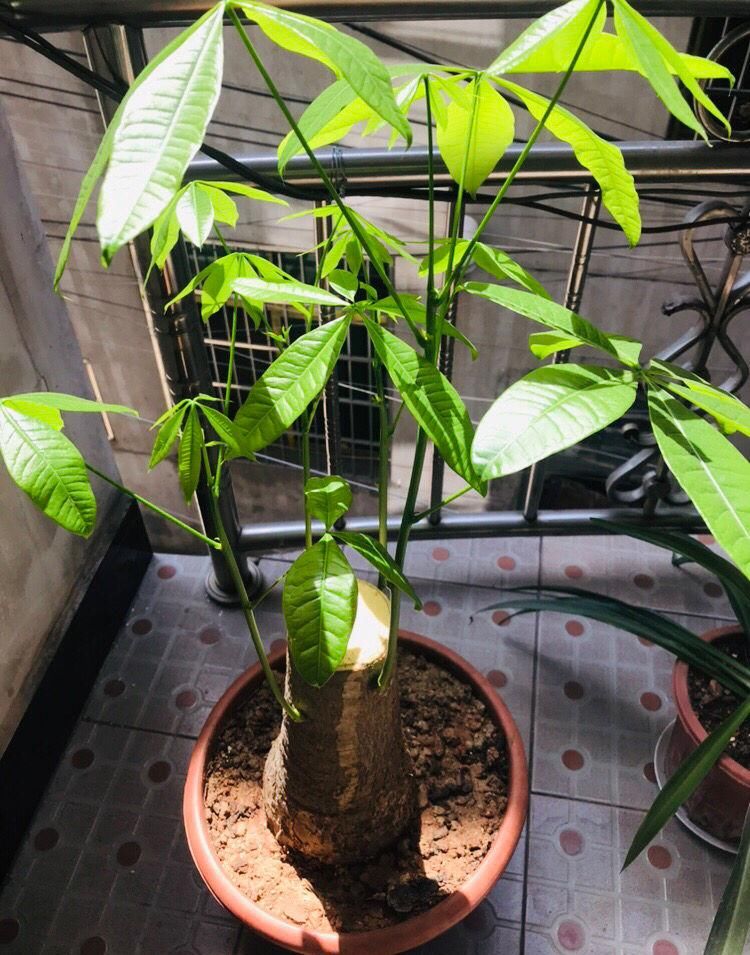  [怕水]这花最怕水，一浇就烂根，旱一旱反而枝繁叶茂！