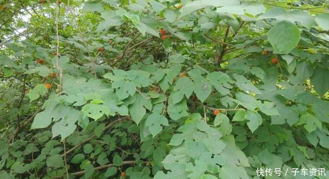 农村视为“害树”，看到连根拔起，现如今成了“摇钱树”