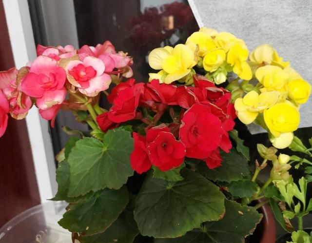  『度夏』4种花堪称“夏必死”，怕热又怕涝，现在不适合买！