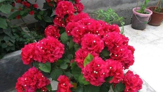  「开花真」不会养花？这3种花，一个枝丢盆里就活，开花一大盆，一年开3季
