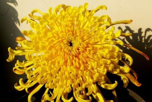 『方法』花卉种植技术:菊花叶子发黄的防治方法,全面分析叶子发黄原因!