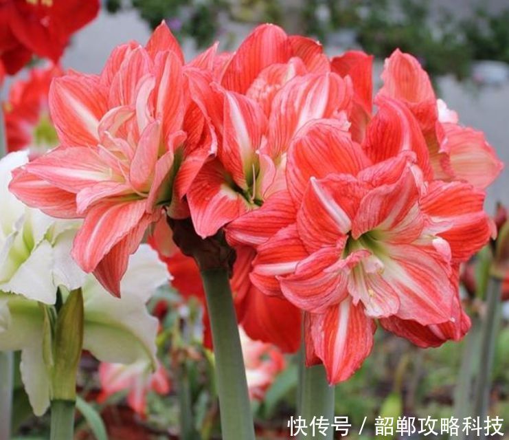  #春天#春天阳台养上“5种花”，美成花园，漂亮花朵，朵朵迷人！