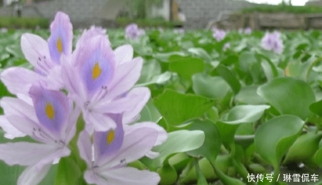  入侵@入侵中国的水葫芦，现在都消失去哪了？老外：中国人太聪明