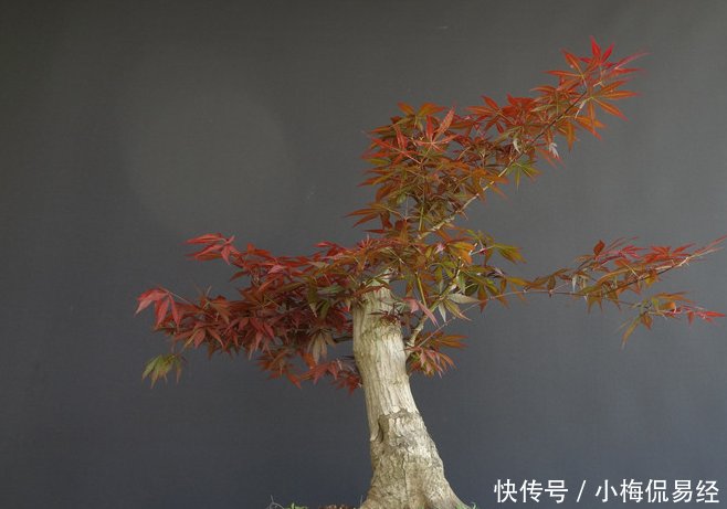 盆景艺术令人着迷,园艺中的珍品盆景的造型令人惊叹不已