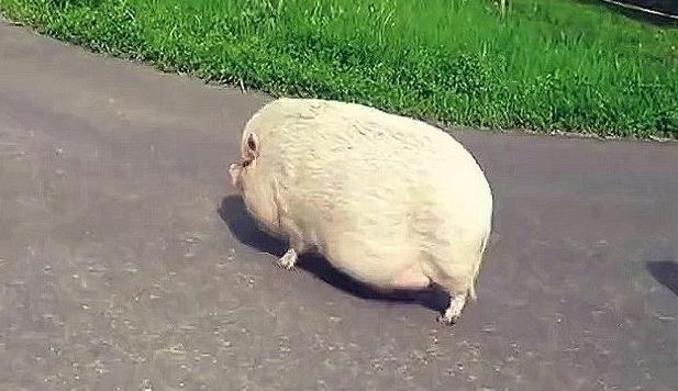 奶奶养了一头猪舍不得吃，8年后儿子进猪圈，眼前一幕令人懵了