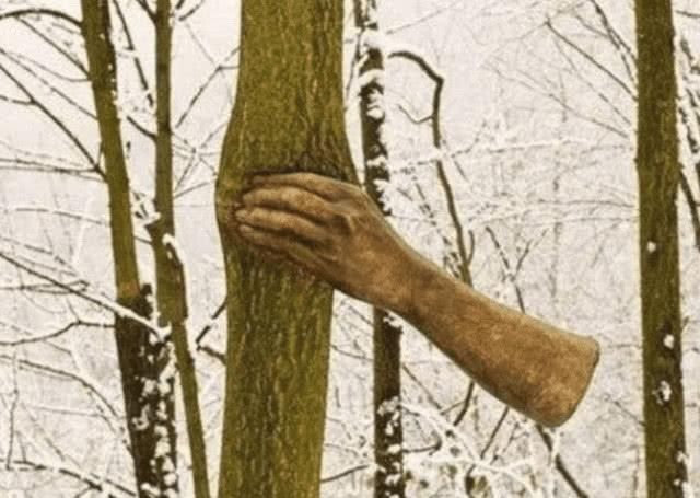 世界最“孤独”的手,握着一棵树50年从未松手,什么原因?