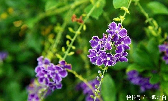  #扦插#美得不可方物的3种花，蕾丝金露花上榜，深受人们喜爱