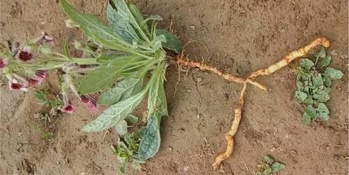 更是:野外1种花,开花很漂亮,根更是宝贝,你家后山就有,别当杂草