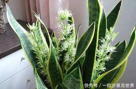 「虎皮兰」4种常见的“贱花”,浇水一多就“烂根”,不管却“爆盆”了