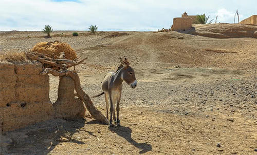 世界第一大沙漠，足以覆盖美国全境，面积仅次于南极洲
