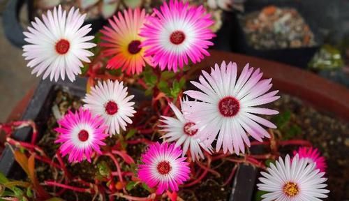  『开花』这些花朵花草好养，阳台养殖爆满盆，开花不断变花海，烂漫又迷人