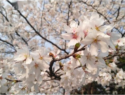  #新区#城管文化|醉美新区，扮靓城市的那些花儿