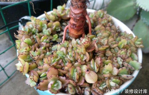  「叶子」“最丑”多肉不死鸟，丑且好养，繁殖成灾，一棵繁殖整个阳台