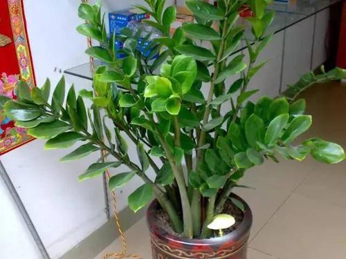「发财树」8种四季常绿的植物,出差一个月回来还长得很好