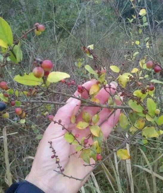  「药用价值」农村一种植物是麻雀筑巢地，药用价值更珍贵，市场3