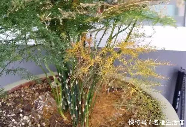 【养花】家庭养花,叶子发黄打蔫,问题在这“6点”,多数花友都做过