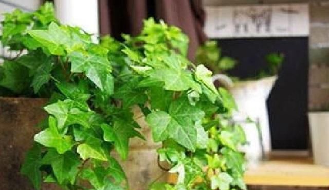  #绿萝#此草外形胜过绿萝,一年四季都碧绿,竟还是中草药,全草药效极佳