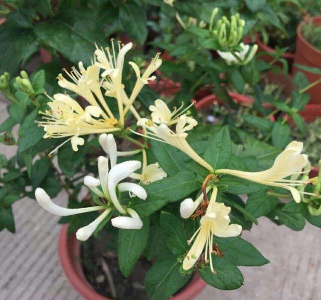  小苗：路边一棵不起眼的“小苗”，种盆里长成盆景，开花一大片，可香了